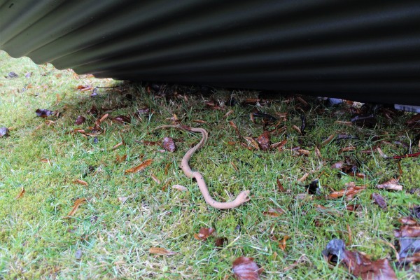 Schlangenunterschlupf/ Reptilien- und Schlangenplatten (PVC) GTH-SU