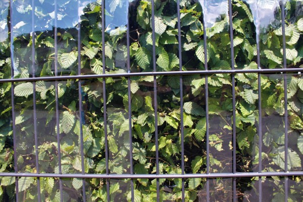 Windschutzstreifen PVC TRANSPARENT individuell